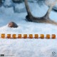 Game of Thrones. Baratheon 10xD6 Dice Set.