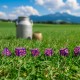 Cow Dice Set: RaMOOna